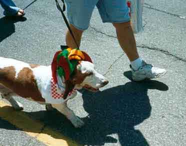 Jester