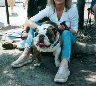 Bulldog