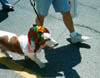 Jester